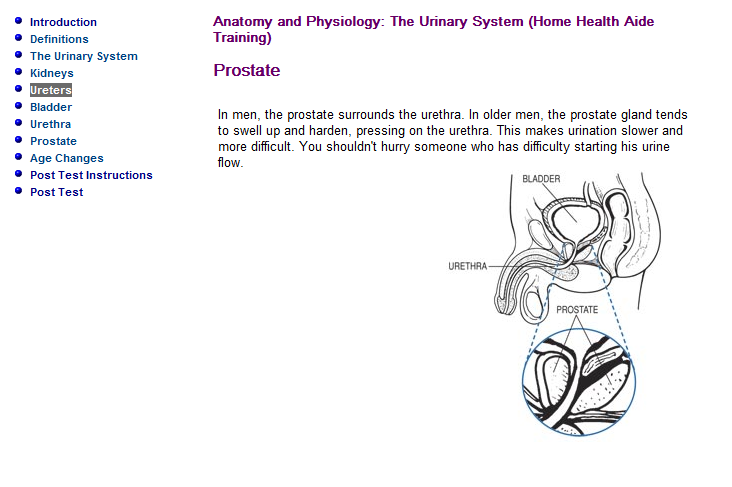 Anatomy And Physiology The Urinary System